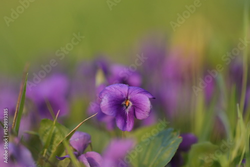 fiore di viola mammola in primavera
