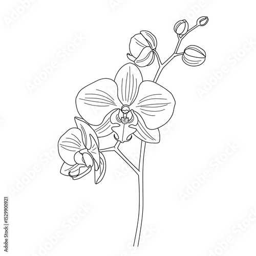 Minimalist orchid drawing tropical flower luxury theme elegant design botanical illustration line art