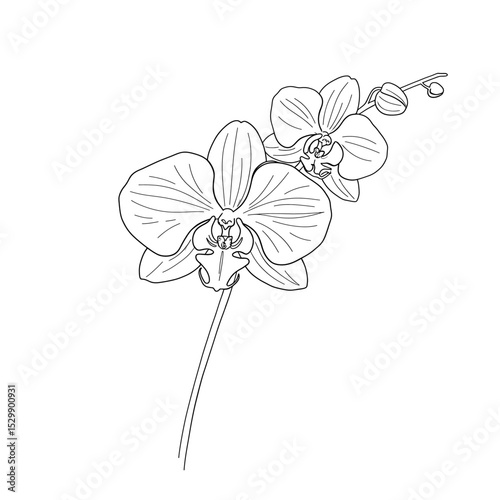 Orchid flower line art curved petals elegant stem simple black outline exotic botanical