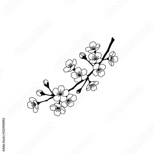 Cherry blossom branch line art delicate five petaled flowers minimalist black outline 