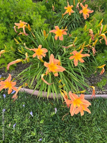 Fototapeta Naklejka Na Ścianę i Meble -  yellow flowers in the garden