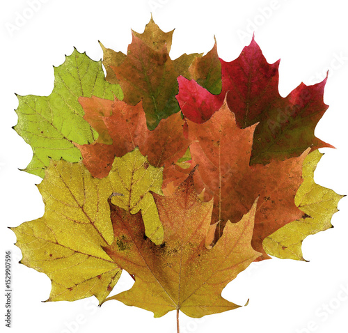Vivid colored maple leaves in fall