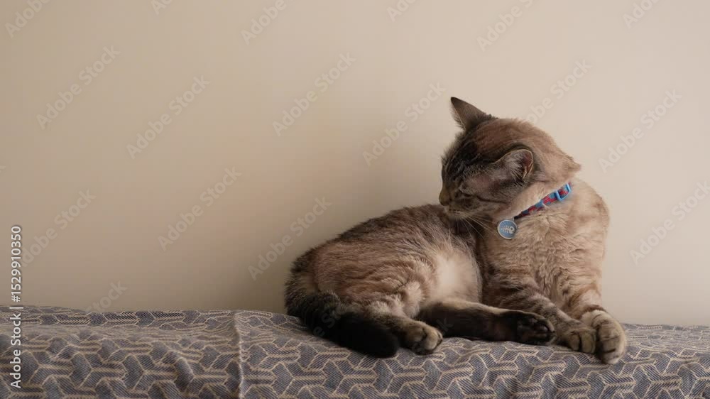 Gato