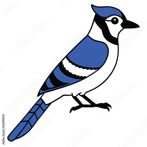 Blue Jay bird on a white background