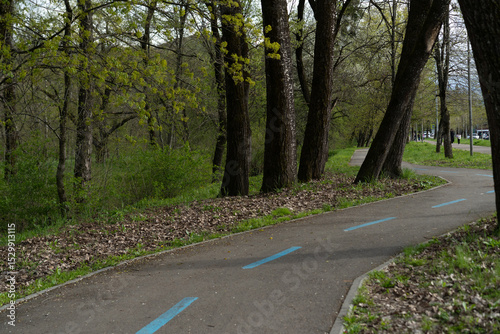 Winding path through a tranquil forest with fresh foliage near a recreational area in the late afternoon