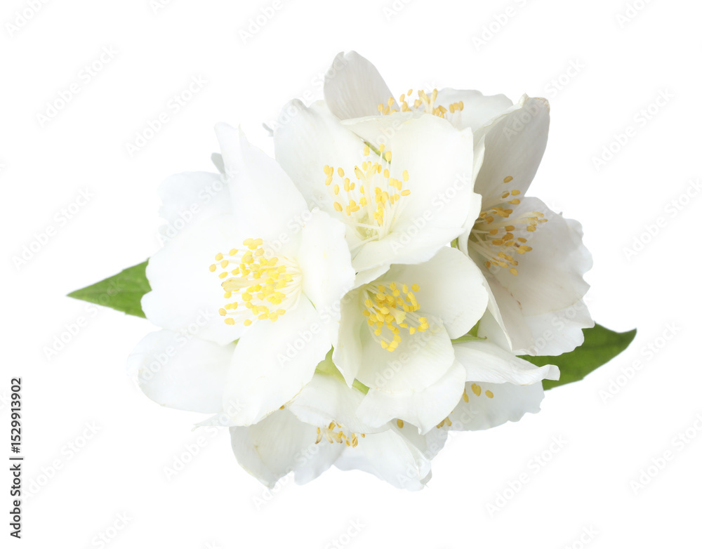 Fototapeta premium Beautiful jasmine flowers with green leaves isolated on white