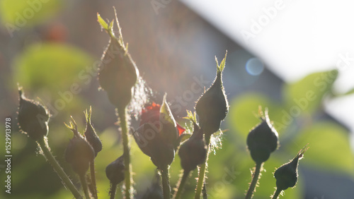 Budding roses bathed in warm sunlight on a calm afternoon in the garden