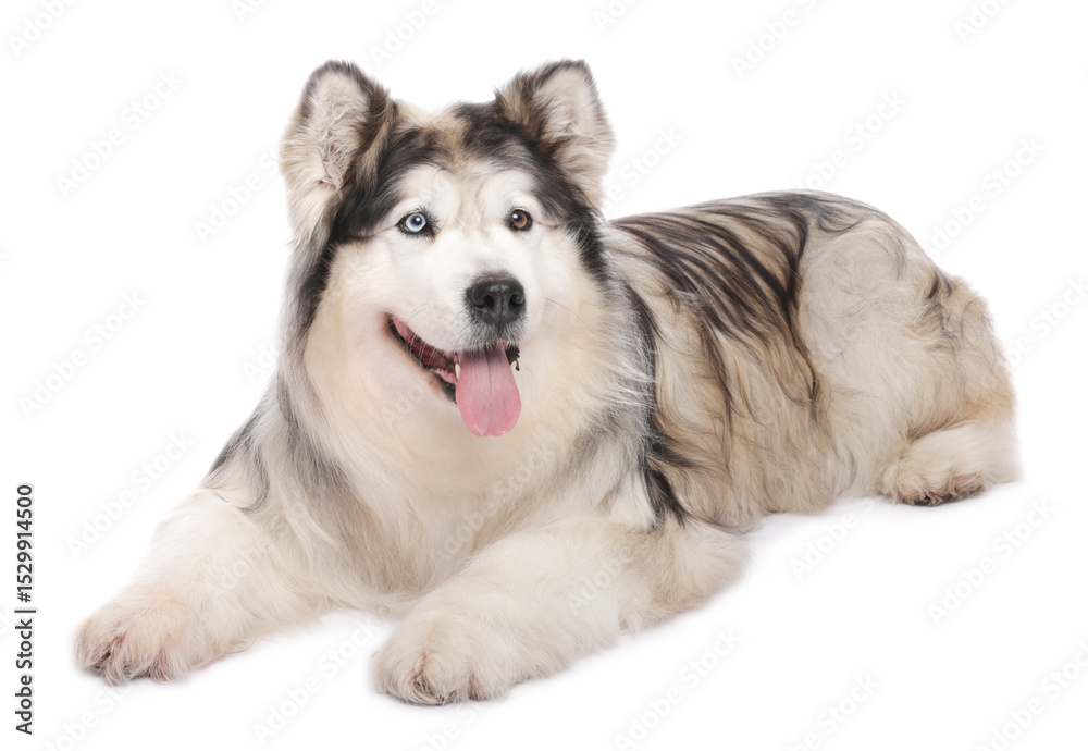 Obraz premium Beautiful Alaskan malamute dog on white background