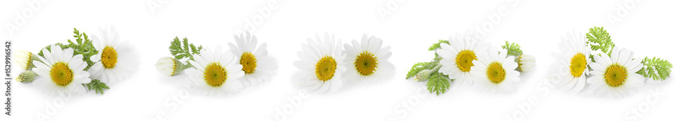 Obraz premium Beautiful chamomile flowers on white background, set