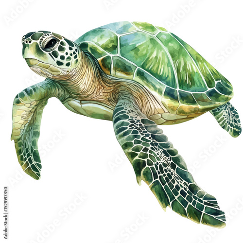 Green Sea Turtle, watercolor clipart vector, isolated on a white background.