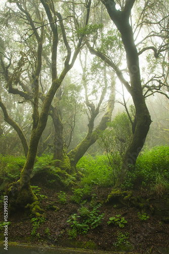 A view of laurel forest in the morning fog, a mystic picture taken in the el hierro , the most occidental canary island.