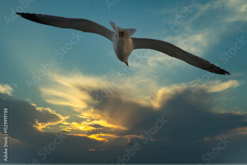 A Seagull fly in the beautiful sunset sky symbol of totally freedom .