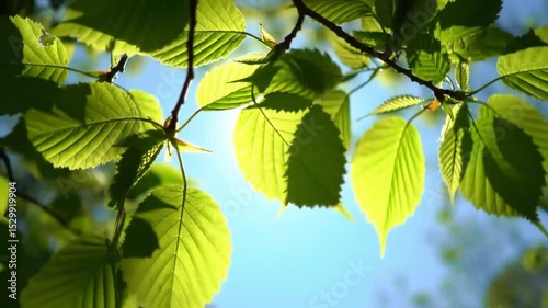 Sunlight filters through vibrant green leaves creating a serene natural and peaceful scene