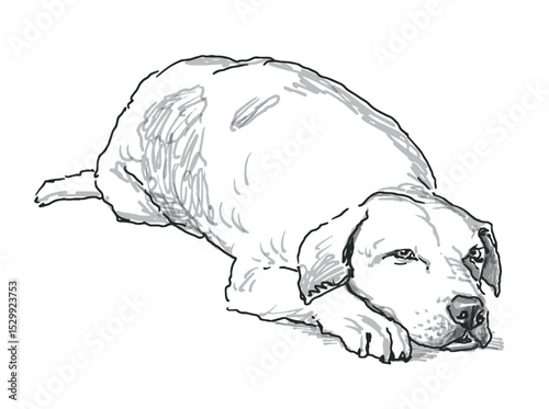 Outline hand drawing of cute lying dog, purebred hunting pet, vector sketch isolated on white