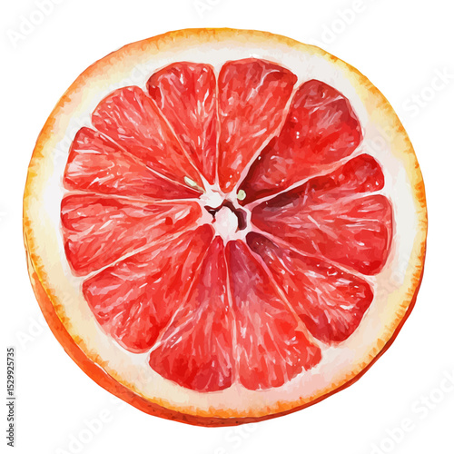 Grapefruit Slice, watercolor vector, isolated on a white background.