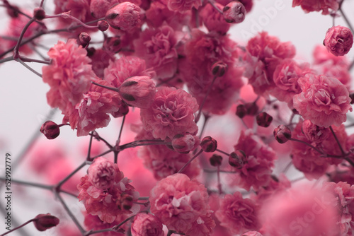 Smoke selective soft focus red, pink Gypsophila flower on beige. Nature blur light background.