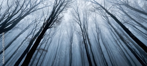 The Enigmatic Forest Wrapped in Misty Veils of Mystery