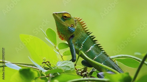 Green iguana reptile on a wild tree branch, a true marvel of nature's wildlife