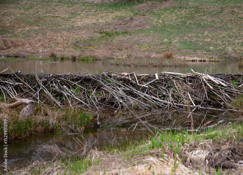 beaver dam on the river