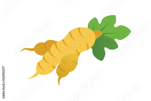 Ginger Root Isolated