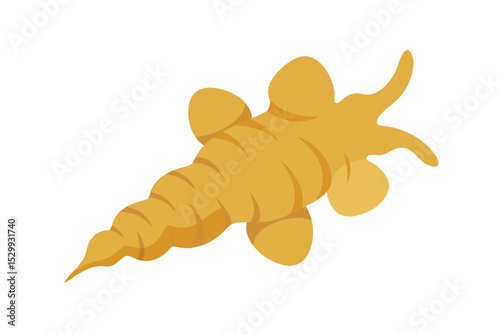 Ginger Root Isolated