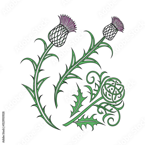 Elegant Thistle Illustration Celtic Knotwork and Floral Design