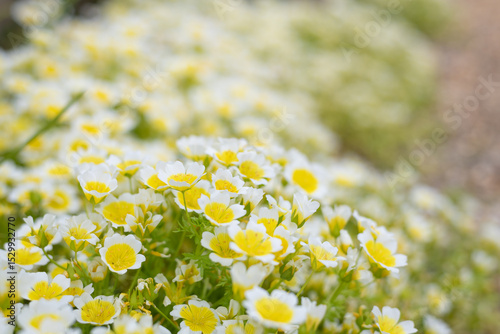 Close up of  poached egg plant (limnanthes gouglasii) flowers in bloom
