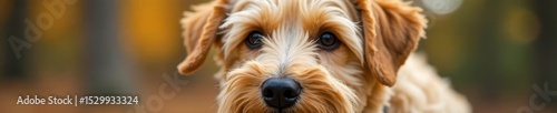 Creamy wheaten terrier, brown highlights, soft fur, wool, dog