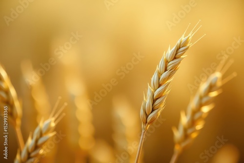 Immature wheat, soft focus background, close-up detail , blurry background, texture