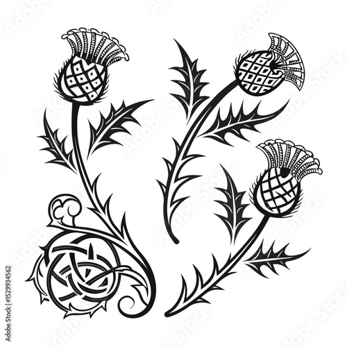 Elegant Thistle Floral Design Celtic Knotwork and Scottish Thistle Illustrations
