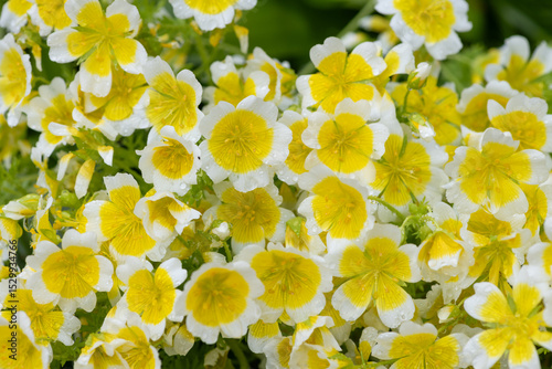 Close up of  poached egg plant (limnanthes gouglasii) flowers in bloom