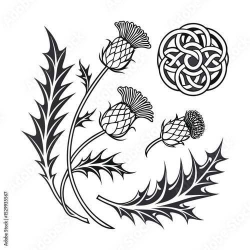Elegant Thistle and Celtic Knot Design Botanical Illustration