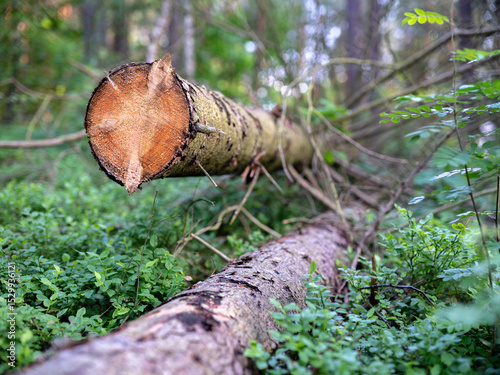 A coniferous log lying in the forest.