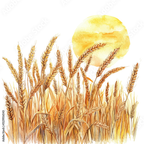 watercolor vector of Golden Wheat Field Sunset, isolated on a white background.