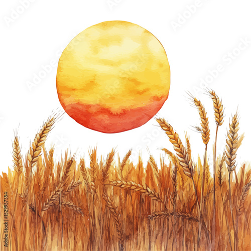 Golden Wheat Field Sunset, watercolor vector, isolated on a white background.