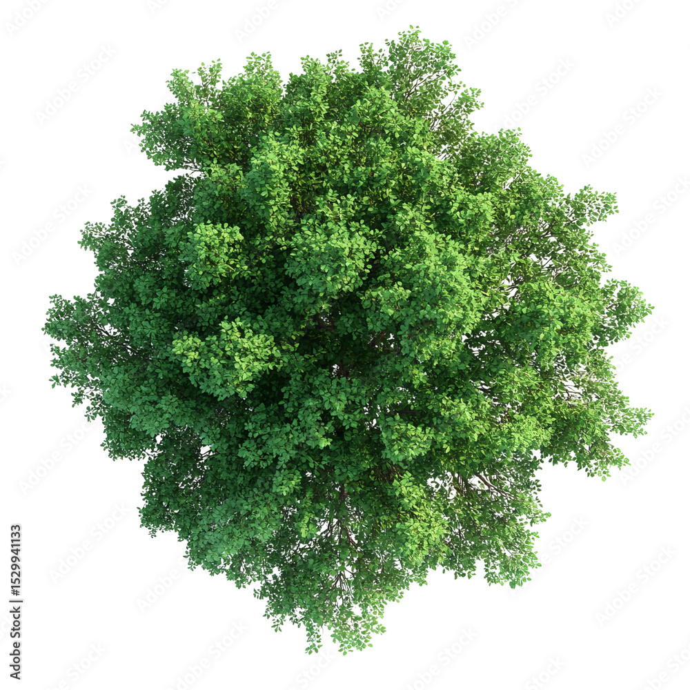 Obraz premium green tree isolated on white background