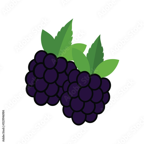 Isolated Blackberry Berry Illustration