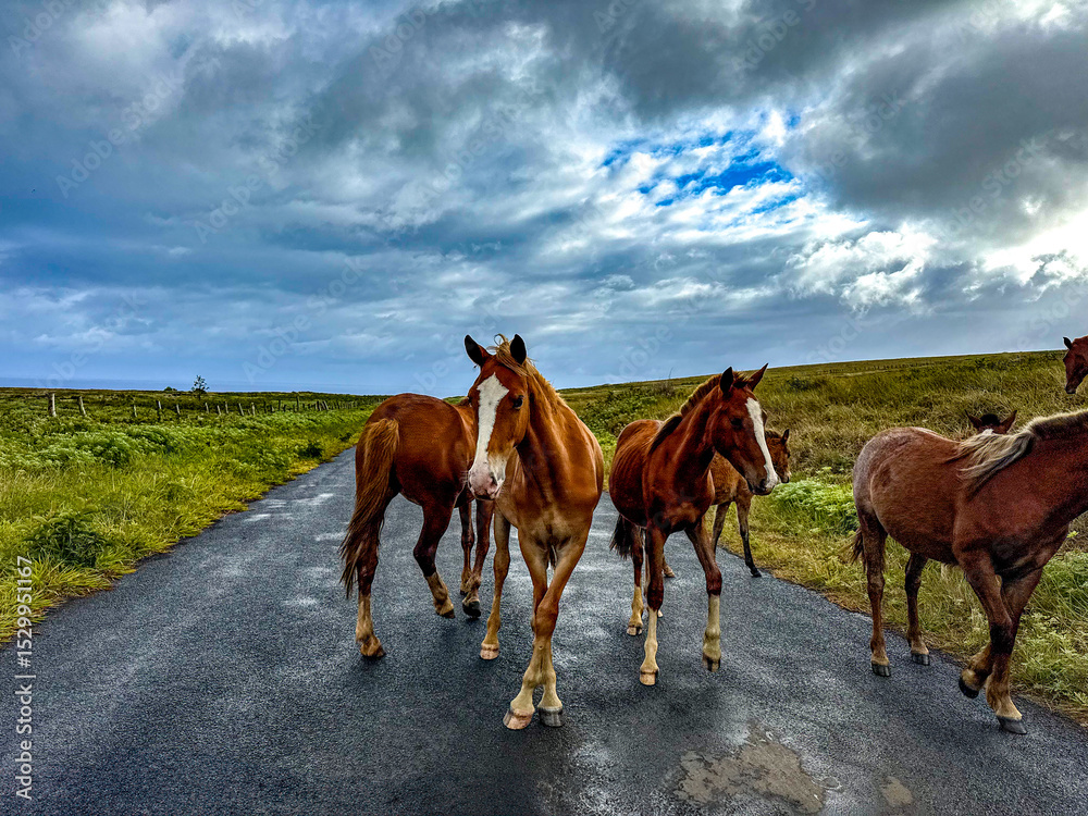 Obraz premium Wild Horses of Rapa Nui (Easter Island)