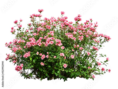 Pink flower bush isolated on transparent background