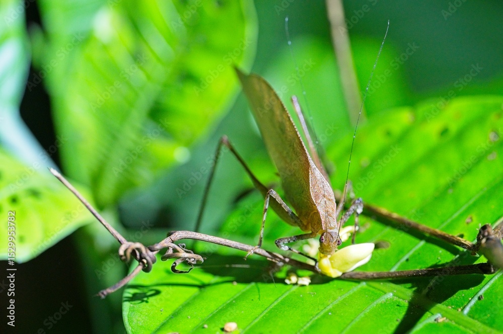 Fototapeta premium macro of a cricket in Costa Rica