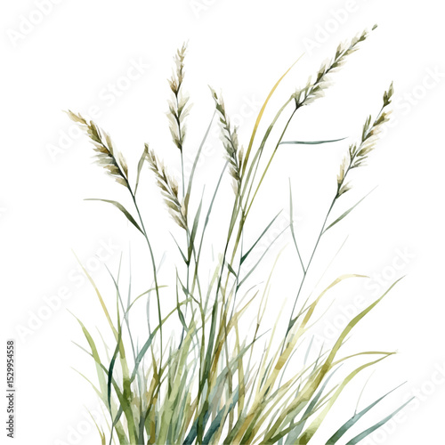 Gentle Ocean Breeze Seagrass, watercolor drawing vector, isolated on a white background.