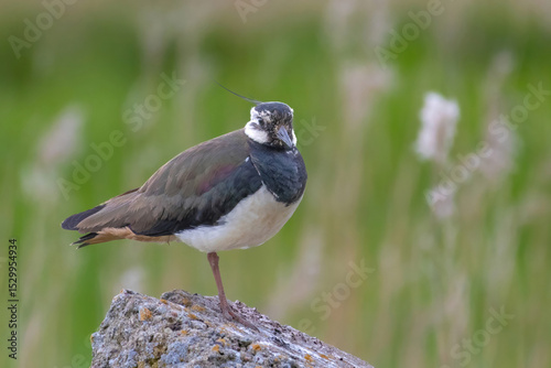 Lapwing - Vanellus vanellus close up in detail