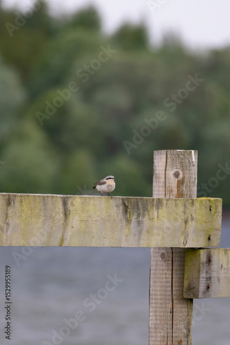 Cute common bird in wildlife.