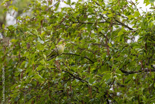  Cute little green songbird in wildlife.