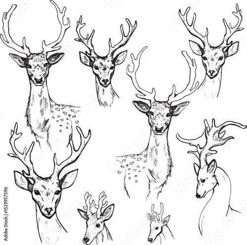 Set sketches of deer forest animal design element clip art illustration hand drawn realistic stylizated cartoon character drawing deer hunting animal protection concept black and white isolated doodle