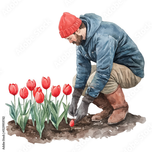 Gardener Planting Tulip Bulbs, watercolor illustration vector, isolated on a white background.