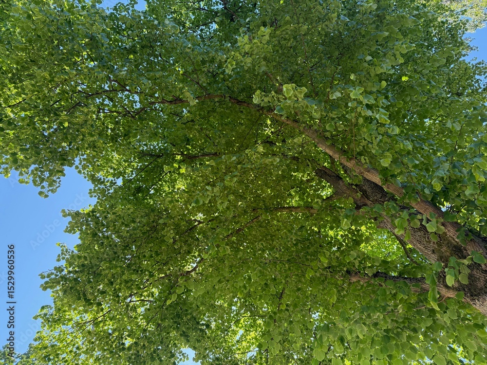 Fototapeta premium Tree branches with green leaves against blue sky, bottom view