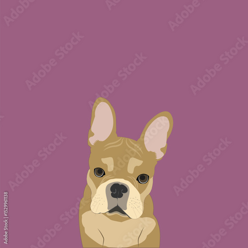 Frenchie