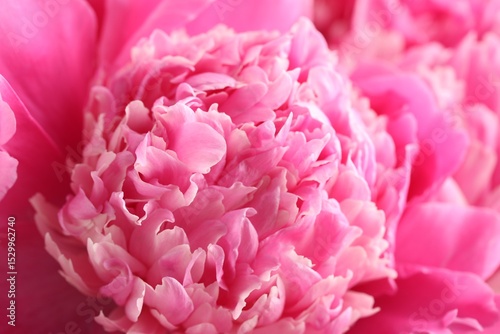 Fototapeta Naklejka Na Ścianę i Meble -  Bouquet of beautiful peonies as background, closeup