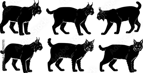 Collection of lynx and bobcat illustrations on a white background
